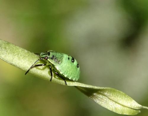 Palomena sp.